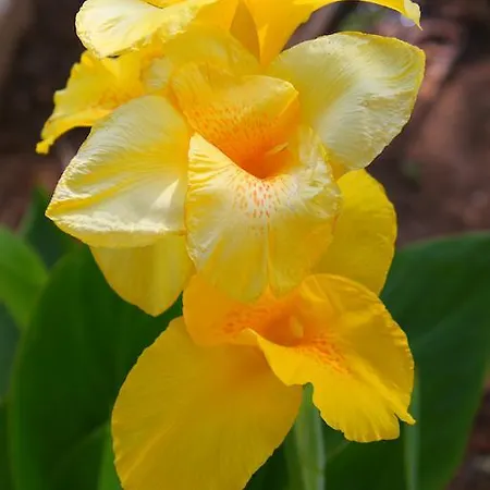 Apartament Ipsario Garden *