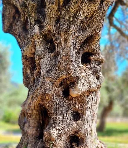 伊普萨里奥花园酒店公寓